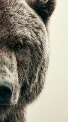 Obraz premium Close-up Portrait of a Brown Bear with Detailed Fur Texture on Neutral Background