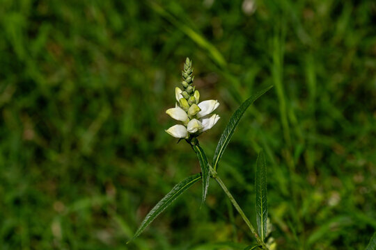  White turtlehead (Chelone glabra), a North American native perennial named for its distinctive turtle-shaped white blossoms