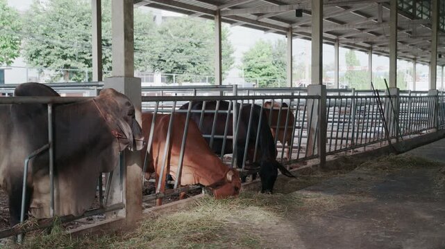 Close up of cows feeding on fresh grass in livestock shed agriculture concept