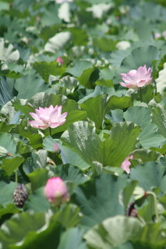 Vertical selective focus of blooming pink ancient lotus flowers surrounded by green leaves.