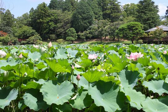Panoramic landscape of a vast blooming lotus pond surrounded by green trees under a clear blue sky in summer.