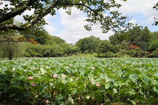 Scenic view of a lotus pond framed by leafy tree branches under a summer blue sky.