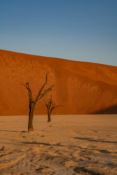 A lone dead camel thorn tree standing in the white clay pan against a towering orange desert dune