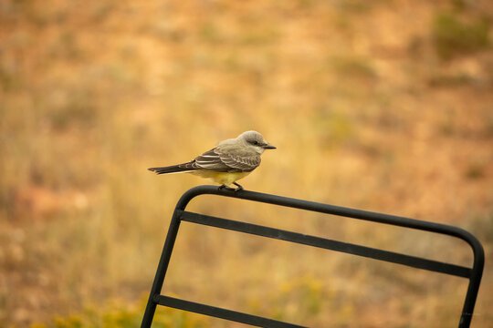 Western tyrant kingbird perched on top of a black metal garden frame during a warm afternoon in Wyoming.