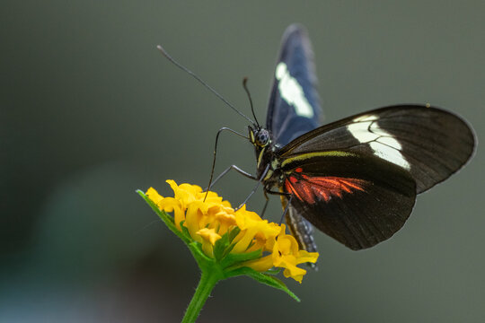 This butterfly in the picture is probably Heliconius melpomene