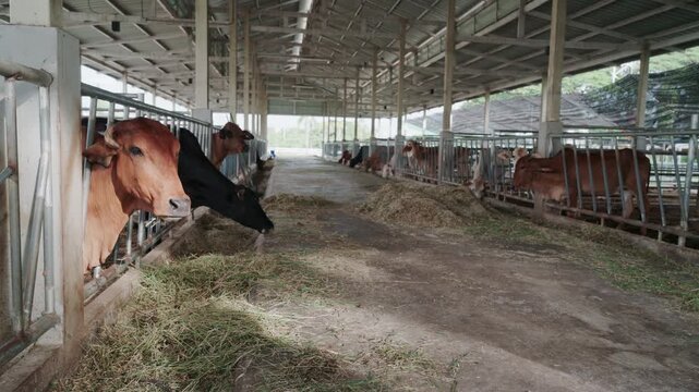 Close up of cows feeding on fresh grass in livestock shed agriculture concept