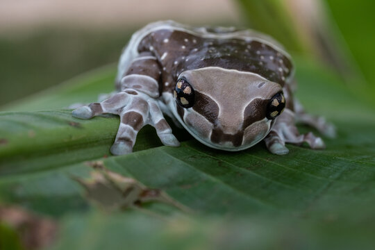 The bee-frog ( Trachycephalus resinifictrix ), also known as the Amazonian milk frog , is a large species of arboreal rainforest frog in the family Trachycephalidae