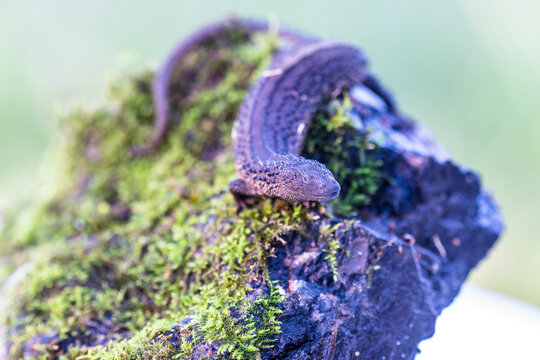 This image shows the rare Bornean monitor lizard ( Lanthanotus borneensis ), also known as the "earless" monitor lizard, resting on a moss-covered rock