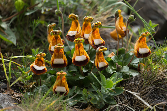 Small alpine calceolaria uniflora flowers growing in green foliage in nature with calceolaria, uniflora