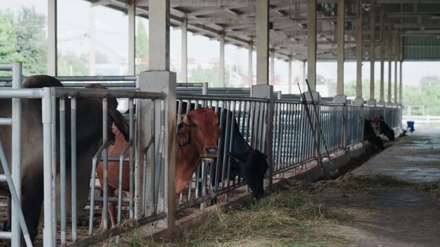 Close up of cows feeding on fresh grass in livestock shed agriculture concept