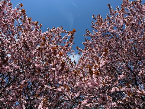 Pink cherry blossoms Japanese cherry trees in spring park 