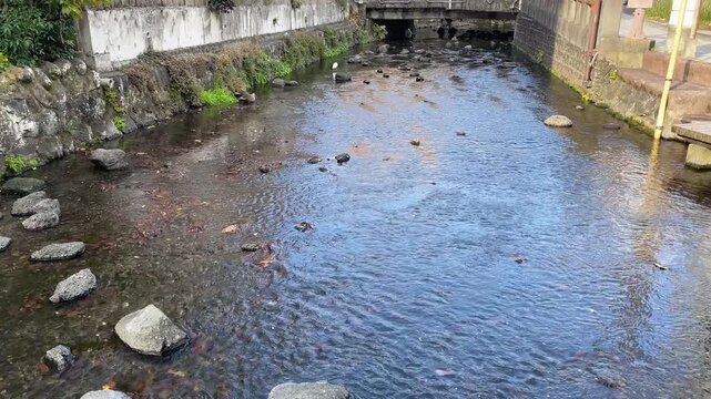 静岡県三島市 源兵衛川 川の中に設置された飛び石や木道を歩く