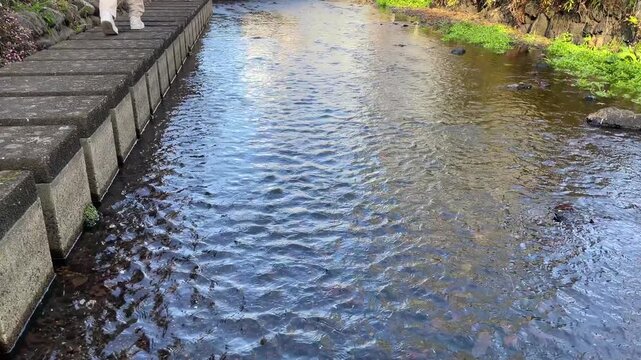 静岡県三島市 源兵衛川 川の中に設置された飛び石や木道を歩く