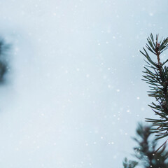 Naklejka premium Pine branches in a snowy day background