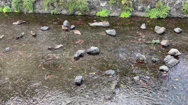 静岡県三島市 源兵衛川 川の中に設置された飛び石や木道を歩く