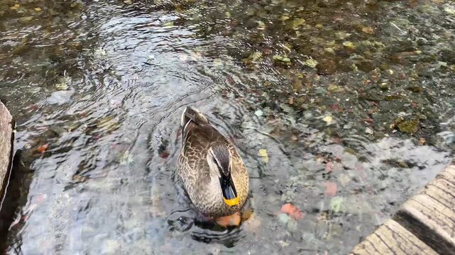 静岡県三島市 源兵衛川 水浴びをするカルガモ