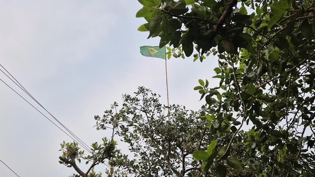 Brazil National Flag Waving Low Angle Shot Bamboo Pole Tree Top Fan Video