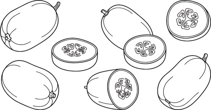 Winter Melon Vegetable Vector Line Art Illustration