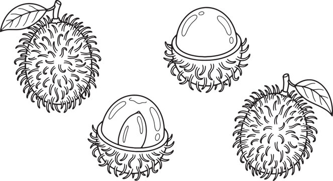 Rambutan Fruit Vector Line Art Outline Drawing