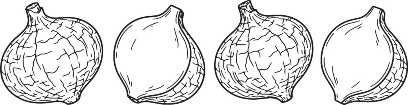 Jicama Root Vegetable Vector Line Art Illustration