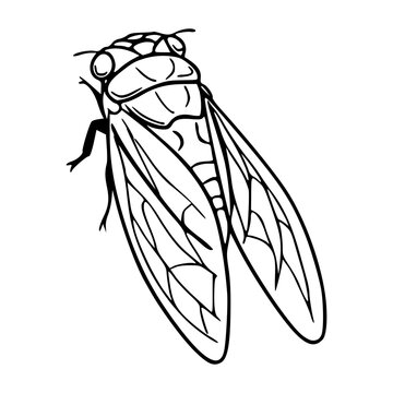 detailed cicada bug outline vector element for nature and biology concept