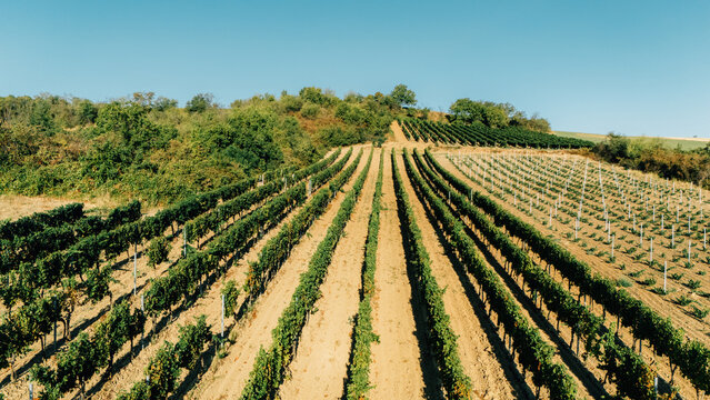 Aerial view of lush green vineyards stretching across the rolling hills, featuring neatly planted rows of vines under a clear blue sky in Sremski Karlovci, Vojvodina, Serbia.