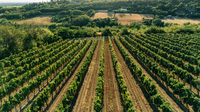 Aerial view of rows of lush green grapevines in a vineyard on rolling hills under warm golden hour light in Sremski Karlovci, Vojvodina, Serbia.