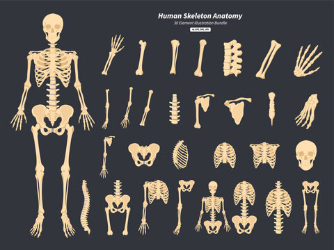 Human Skeleton Anatomy Illustration Bundle