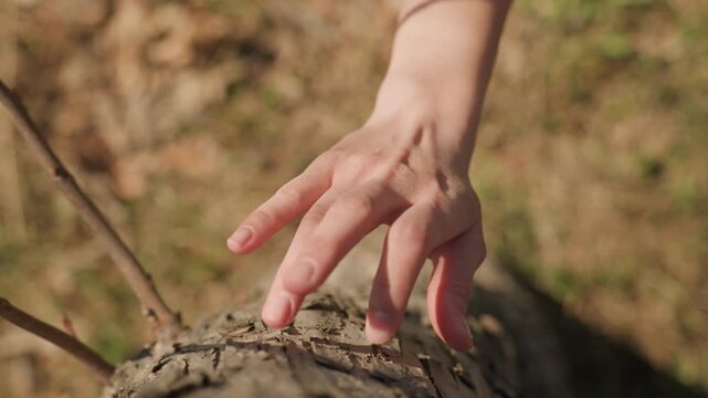Close up of hand gently touching and tracing rough bark texture on tree branches in outdoor setting. soft natural light highlights details like small twigs emerging buds or shadows cast