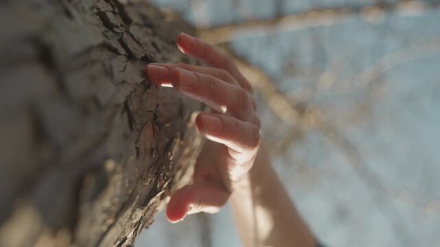 Close up of hand with painted nails gently touching textured bark of tree trunk. interaction highlights fine details in skin and rough natural material under soft daylight creating warm