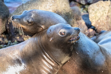 Obraz premium Two sea lions engaged in playful interaction on rocky shoreline