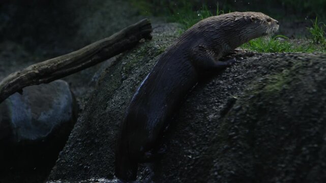 North American river otter climbing out of water onto muddy mossy bank.