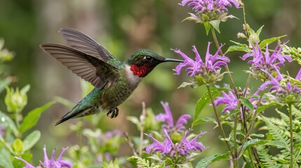 Naklejka premium Ruby throated hummingbird feeding on purple flowers