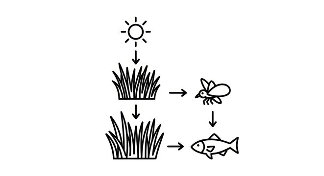 food chain diagram with sun grass insect fish.