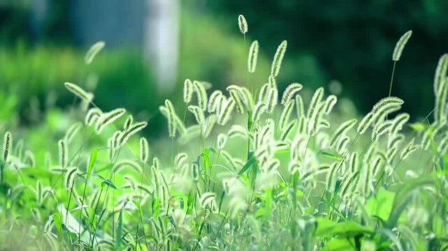 Beautiful foxtail grass growing naturally in a lush green meadow, illuminated by soft sunlight with a shallow depth of field and creamy bokeh. Calm natural footage for environmental, botanical, countr