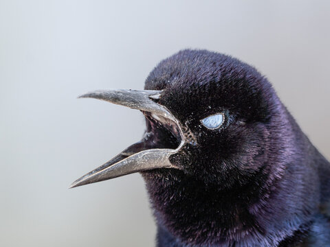 Close-up portraits of a Common Grackle showing natural behavior, vocalization, and expressive poses.