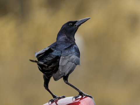 Close-up portraits of a Common Grackle showing natural behavior, vocalization, and expressive poses.