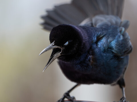 Close-up portraits of a Common Grackle showing natural behavior, vocalization, and expressive poses.