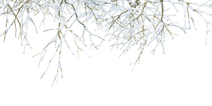 Snow covered tree branches isolated on transparent background