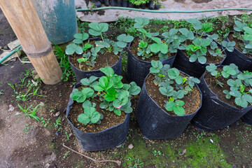Fototapeta premium Strawberry Plants Growing in Black Polybags in Outdoor Plantation