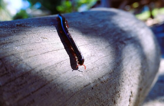 a millipede caterpillar is on the wood