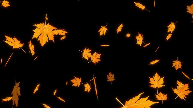 Autumn Maple leaves falling and flying dry on solid background for transparent. Vibrant Orange Japanese Maples leaves failing animation.