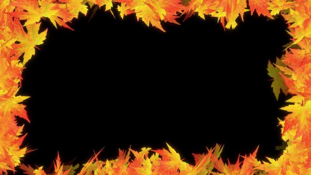 Autumn Maple leaves falling and flying dry on solid background for transparent. Vibrant Orange Japanese Maples leaves failing animation.
