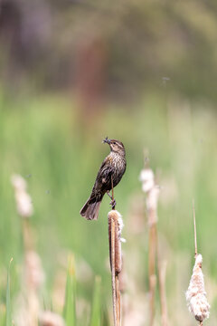 A female red-winged blackbird holding an insect in its bill while perched on a cattail stalk in a natural wetland marsh environment.