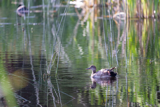 Male gadwall duck floating on calm pond water surrounded by tall green reeds and soft natural light.