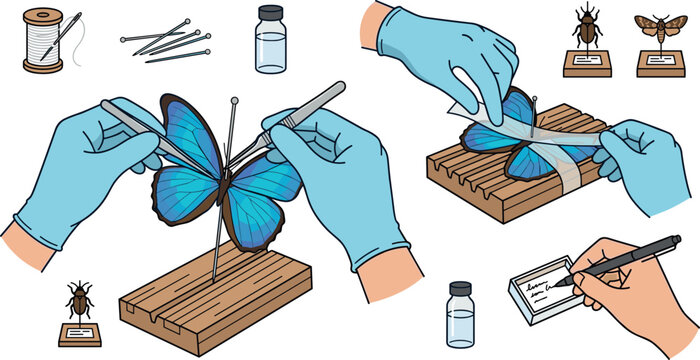 Entomology and Insect Specimen Preservation Vector Set Featuring Hands in Gloves Pinning Blue Morpho Butterfly Using Spreading Board Tweezers Insect Pins Paper Strips and Labeling