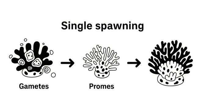Biological reproduction process single spawning.