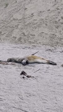 A New Zealand sea lion resting peacefully on its back on the sandy beach at Sandfly Bay near Dunedin, New Zealand, showcasing native marine wildlife in its natural coastal habitat.