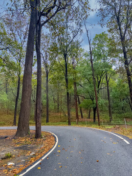 National highways roads on hills during the monsoon or rainy season. Sal trees. Wet roads. Roads textured.