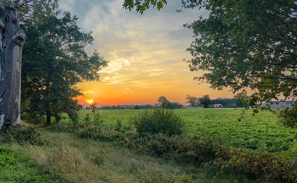 warm sunset illuminating open countryside field with distant horizon and soft clouds, golden glow across pasture and tranquil